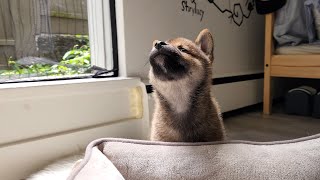 Ep3 - Will our Shiba Inu like our home?