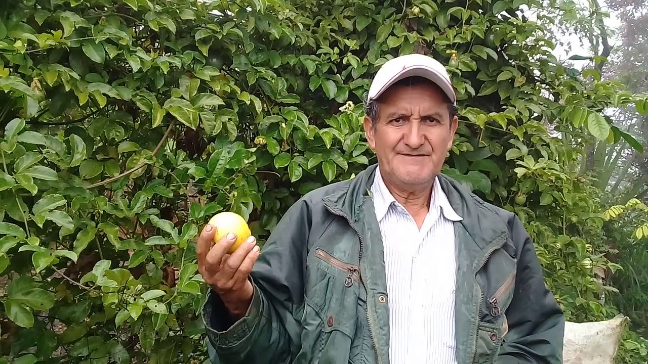 Cultivo de maracuyá: #Chontalí-#Jaén #Cajamarca #013 - YouTube