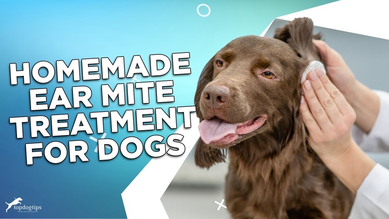 Homemade Ear Mite Treatment For Dogs 4 Effective Remedies Youtube