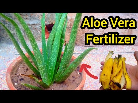 Best Fertilizer For Aloe Vera Plant..!