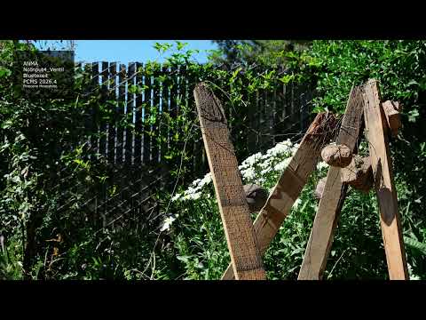 ANMA - NoInput4_Ventil
