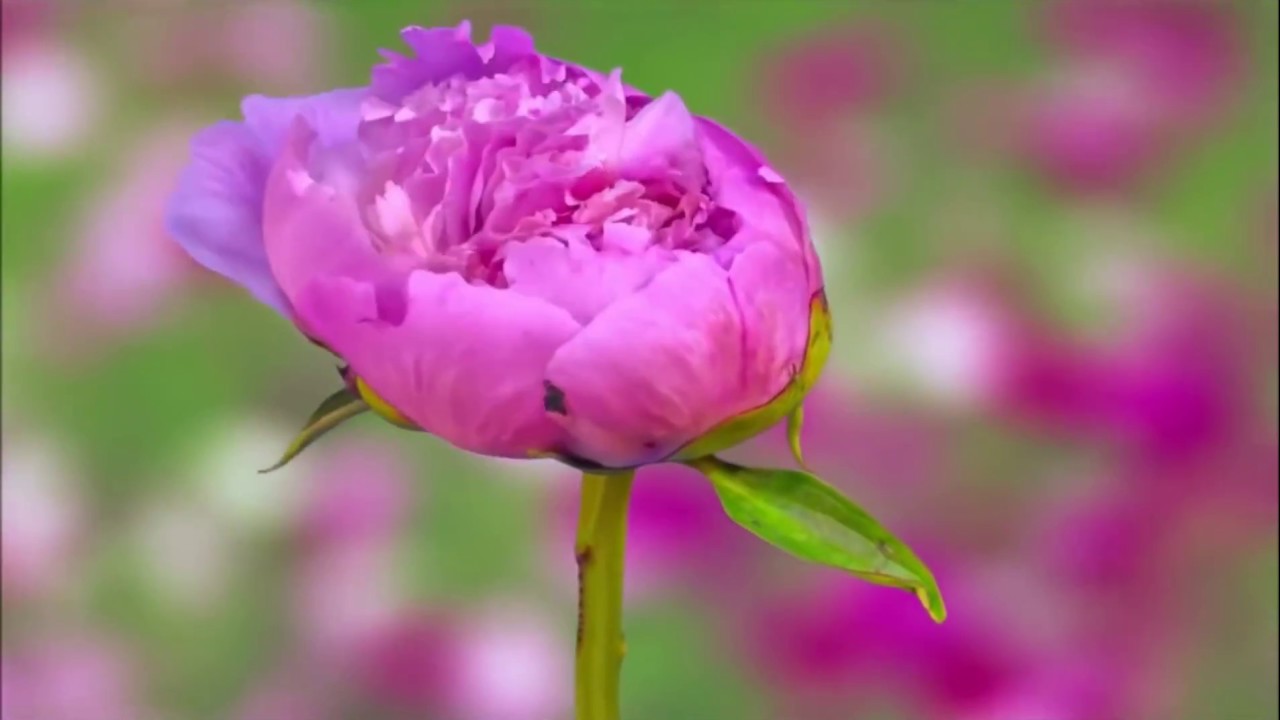 Happy Birthday Video Card With Beautiful Dancing Flower Hd Video