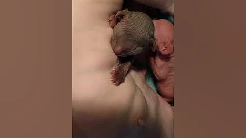 Video 10879701: newborn sphynx
