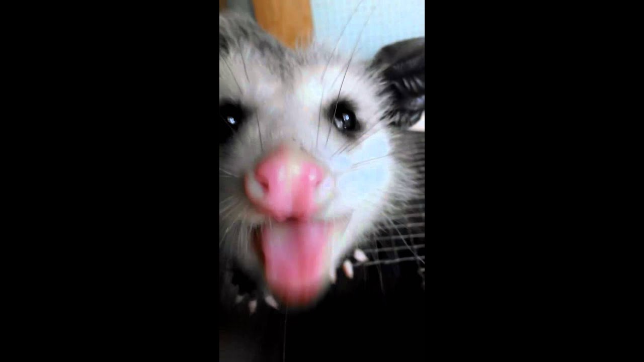 camera iphone 8 plus apk Baby opossum loves dog food