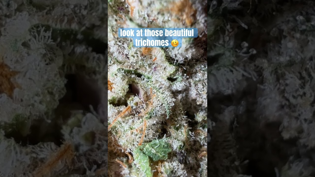 The Flowery Dispensary at it again 