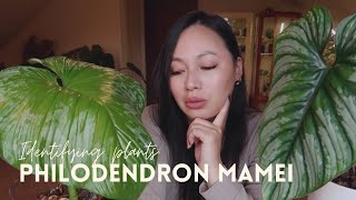 RARE PHILODENDRONS: Philondendron Mamei and hybrids vs Philodendron Plowmanii & Care Tips.