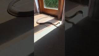 Brown snake in the house #snake #elapid