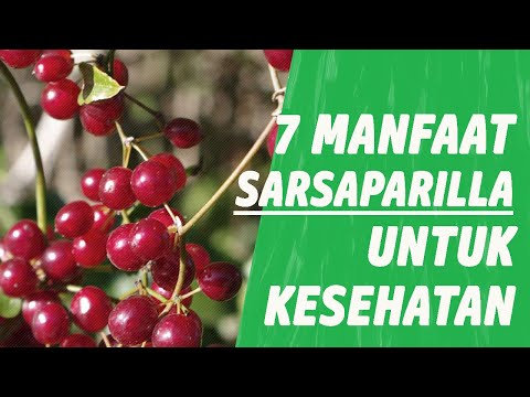 7 MANFAAT SARSAPARILLA BAGI KESEHATAN