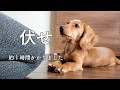 【ミニチュアダックスフンド】伏せができるようになりました！