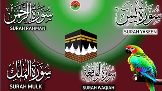 Ep 209 Surah Yaseen 🕋 Surah Rahman 🕋 Surah Waqiah 🕋 Surah Mulk 🕋 Ayatul Kursi @IQRAALQURANKARIM