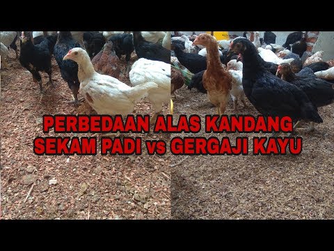 Video: Pelapik apa yang terbaik?