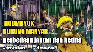 Cara Memilih dan Membedakan Burung Manyar Jantan Dan Betina Di ombyokan