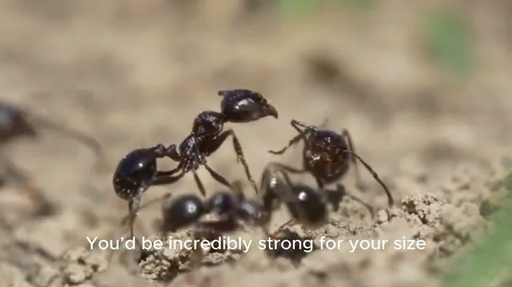 What If You Shrunk to the Size of an Ant?!