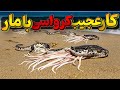 درگیری عجیب مار و خدنگ تو این جزیره همه رو شوکه کرد چرا نمیتونن این حیوان رو بکشن mp3