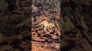 Young kangaroo jumping