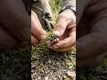 Ladybug POV: Inside a Hidden Underground Insect Colony 🐞 | Real Micro Camera Footage