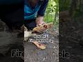 Bow drill fire board hole #primitivefirelighting #bushcraft