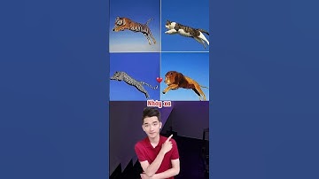 Sự tương đồng giữa mèo , hổ , sư tử và báo