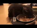 【癒し】子ネコのはじめてのごはん。　ロシアンブルー