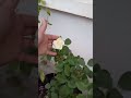Live highlight