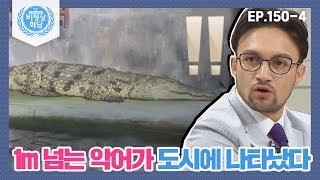 [비정상회담][150-4] 1m가 넘는 악어가 도시 한복판에 나타났다!! ⊙ㅁ⊙!!! (Abnormal Summit)