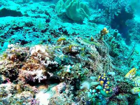 Indonesia -- Raja Ampat Dive Lodge