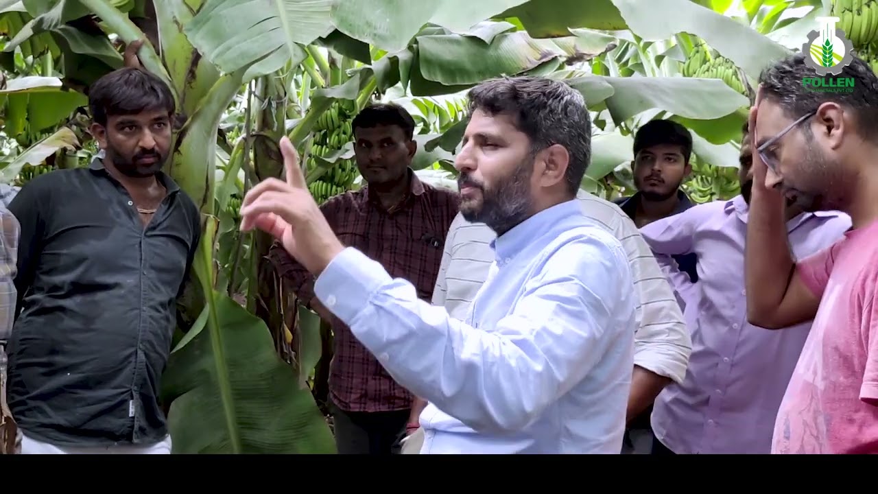 पिला कटिंग । ज्यादा से ज्यादा केले कि फसल कैसे ली जाए । गुजरात किसान मार्गदर्शन
