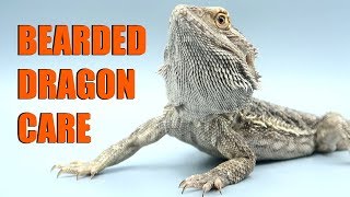 How To Care For Bearded Dragons 2019 | EMZOTIC