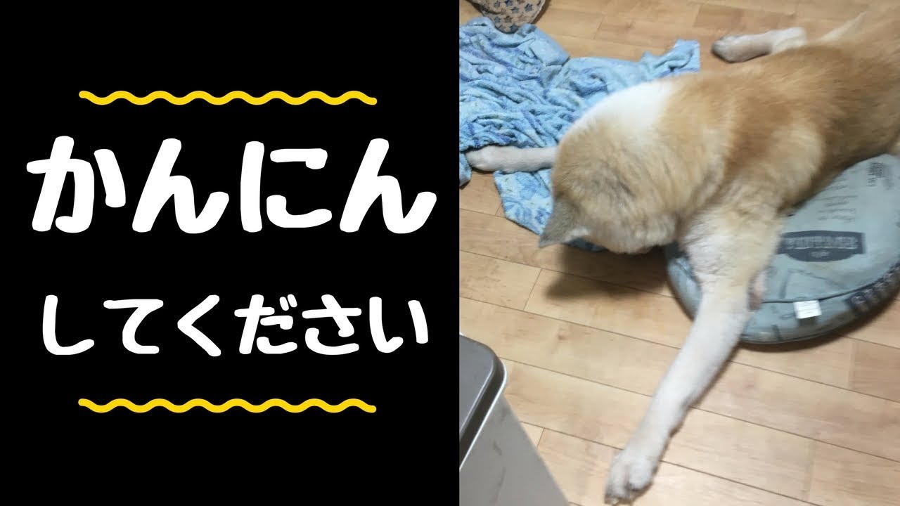 秋田犬の頭を叩き続ける鬼のような飼い主 助けて Youtube