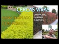 LAS MEJORES CERCAS VIVAS CLIMA TEMPLADO. DURANTA, LIMONCILLO, EUGENIAS, CON PRECIOS DE VIVERO