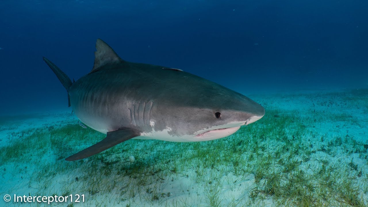 Tiger Sharks Marinebio Conservation Society - 