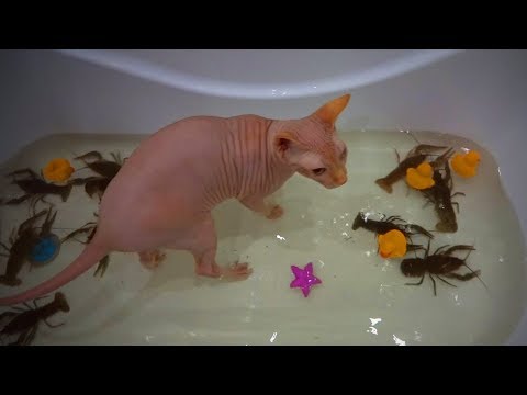 funny-hairless-cats-😹-funny-sphinx-cats-fails-(part1)-[epic-life]
