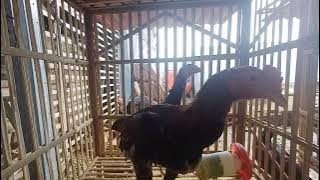 Ayam jago satria dinekti tampil
