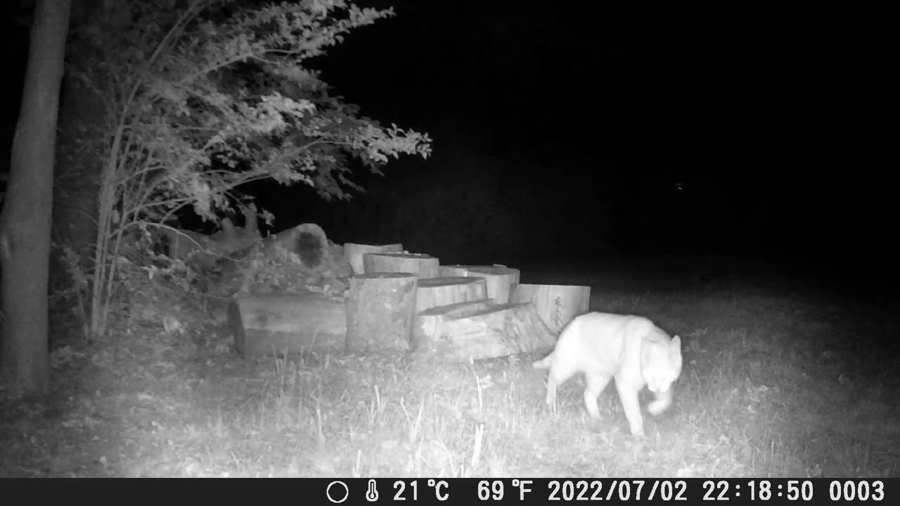 Mountain Lion Spotted Orange Connecticut July 2022 YouTube