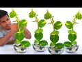 How grow Money plant into decoration ideas /garden ideas