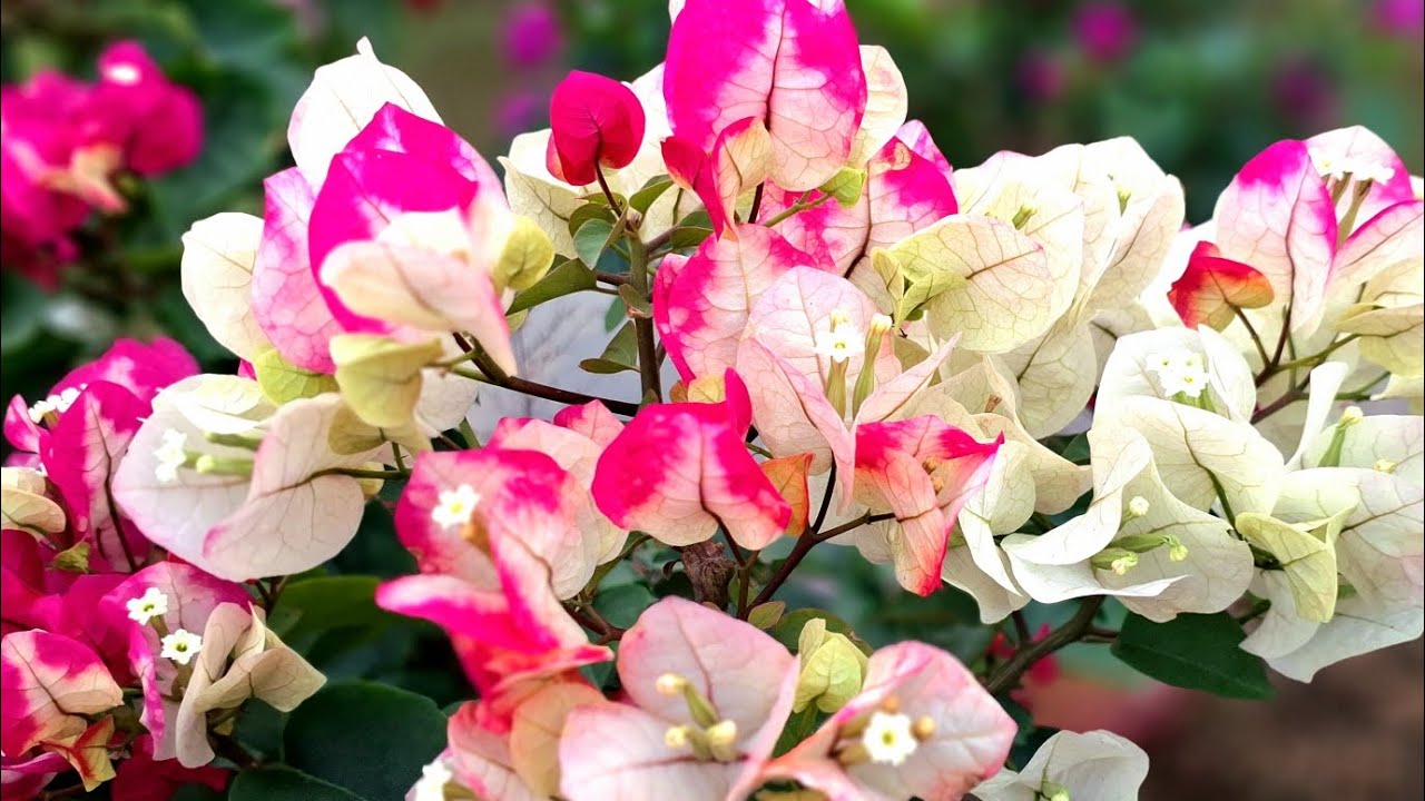 Chủ vườn này sử lý hoa giấy Ấn Độ quá thành công 👍