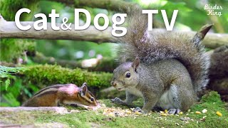 Cat and Dog TV: Cute Chipmunks and Squirrels - Videos for Cats and Dogs To Watch image