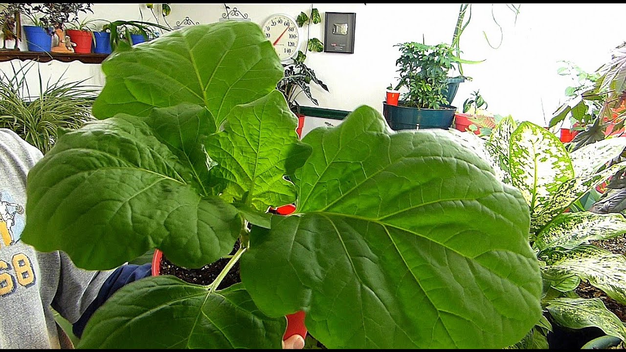 All Roots, NO insects!