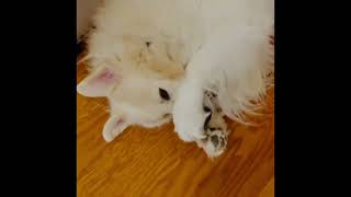 Mozart The Great Pyr being silly Dog #shorts