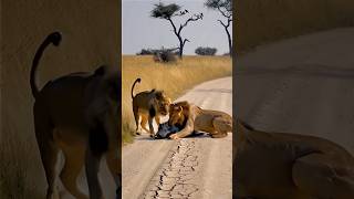 “Roadside Feast: Lions Take Down Prey on a Safari Trail.   #LionHunt #WildlifeAction #SavannahLife
