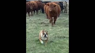I wish that heifer would (via Matthew K)  #bulldog  #tough