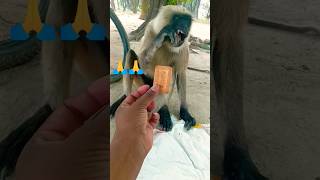 Monkey Video | monkey | bandar | monkey voice | funny manki comedy video | monkey video #shorts Wealth