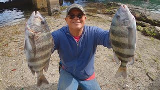 Small Bridges Hold Crazy Big Fish (Sheepshead Fishing Florida With Live Crabs For Bait)
