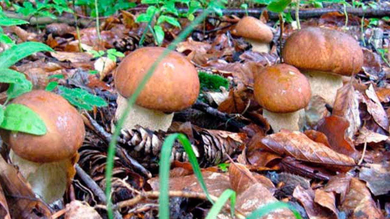 Как вырастить много белых грибов на своем участке под плодовыми .