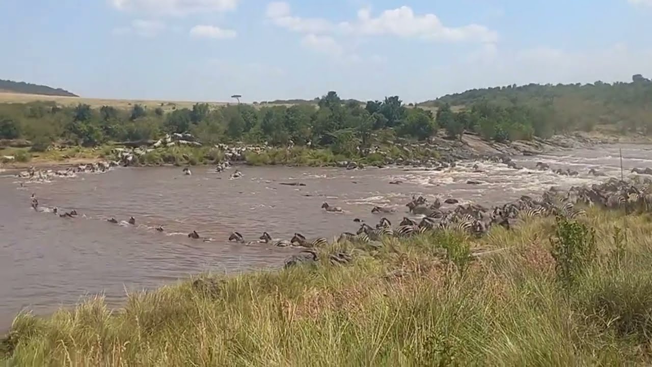Mega Zebra Herd Crossing Mara River | Great Migration