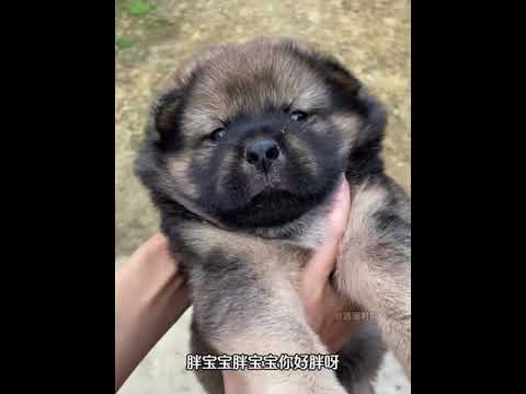 Betapa Lucunya Anak Anjing Itu