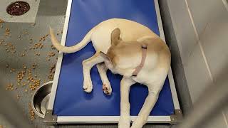 acs A660477