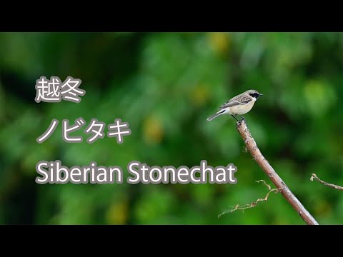 【越冬】ノビタキ Siberian Stonechat