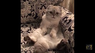 Taylor Swift 's Cats 2 - Olivia and Meredith - Cat Videos -New Video