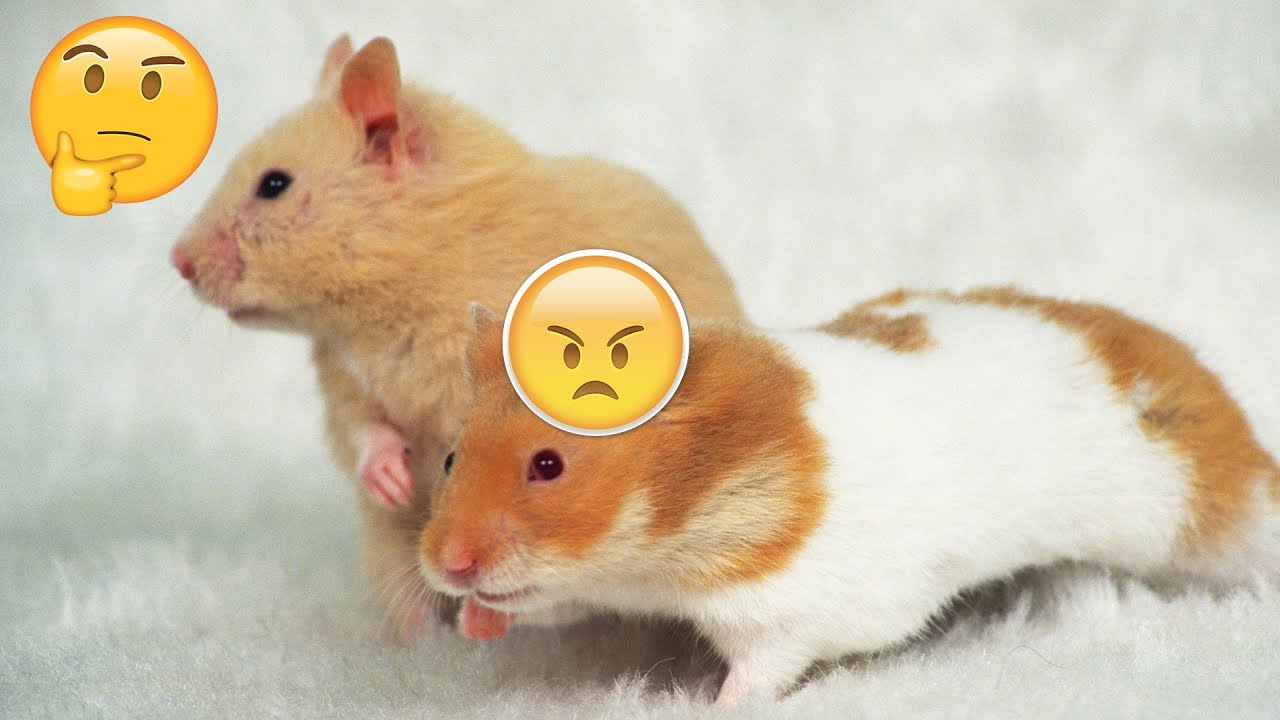 Hamster Fighting & Playing in cage II Hamsters Fight each other II Cute Hamster Fighting Pet